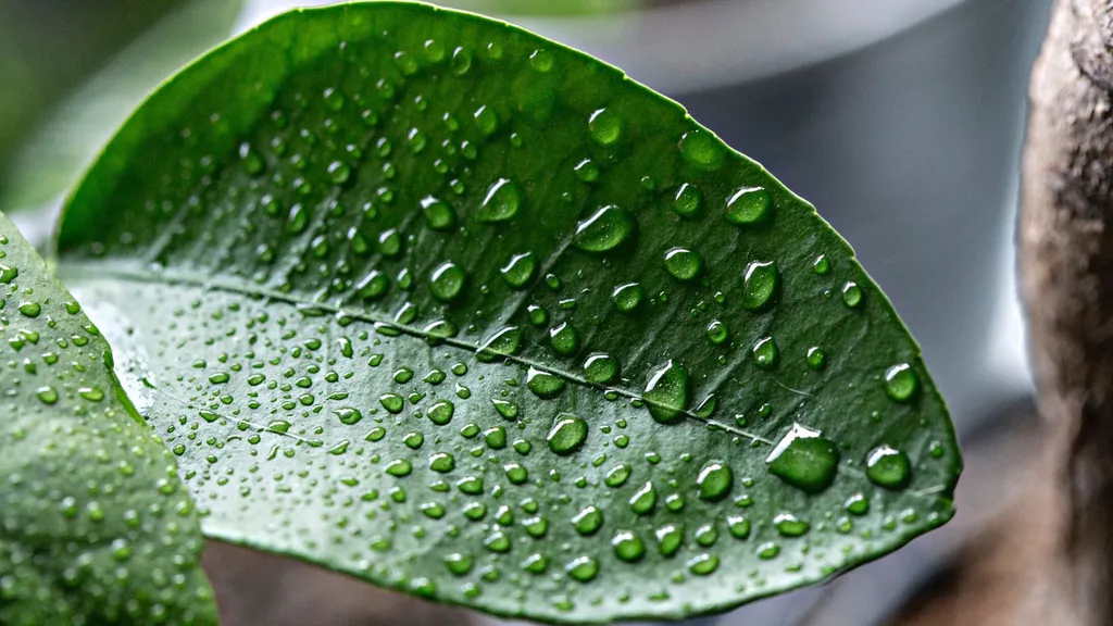 Surface tension pulling water into round beads on a waxy leaf