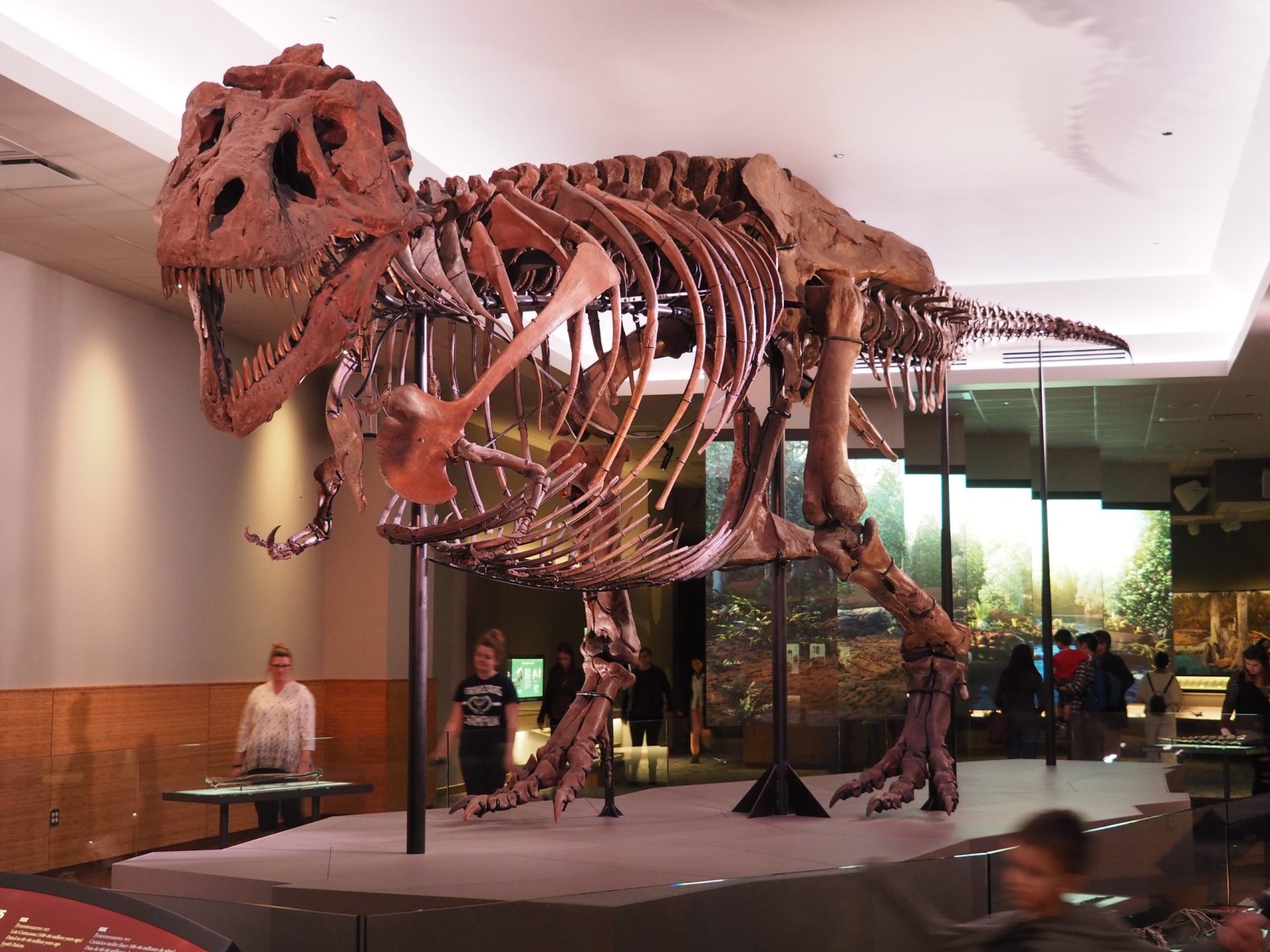 Mounted dinosaur fossil skeleton in a museum, the kind of specimen carbon dating cannot date