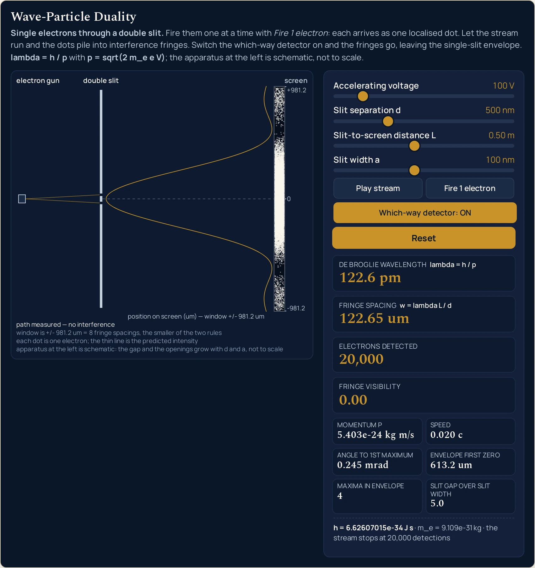 The wave-particle duality simulator on the same four slider values as the first screenshot, Accelerating voltage 100 V, Slit separation d 500 nm, Slit-to-screen distance L 0.50 m and Slit width a 100 nm, with the same twenty thousand electrons already detected, but the Which-way detector button now filled gold and reading ON. Fringe visibility reads 0.00 where it read 1.00. Every other readout is identical to the first screenshot: De Broglie wavelength 122.6 pm, Fringe spacing 122.65 um, Electrons detected 20,000, Momentum p 5.403e-24 kg m/s, Speed 0.020 c, Angle to 1st maximum 0.245 mrad, Envelope first zero 613.2 um, Maxima in envelope 4, and Slit gap over slit width 5.0. The drawing has changed completely. The stripes are gone from the vertical strip at the right-hand edge: between the centre line and about +/- 613 um the marks have filled in to one solid band, saturated and featureless across its middle and thinning only in the last stretch before each end. The only dark lines left on the strip are the two that bound that band, at the +/- 613.2 um the Envelope first zero cell prints, and past each of them a fainter speckled band of marks runs on to the ends of the strip. The thin gold curve beside it has lost its fringe peaks and is now the bare envelope alone: one broad hump centred on the axis, dropping to nothing at those same two positions and rising into a small lobe beyond each. The strip is the same height and the curve reaches the same extent as before, so nothing has been dimmed or narrowed. The tick labels still read +981.2, 0 and -981.2 and the axis is still labelled position on screen (um) with window +/- 981.2 um, but the first caption line now reads path measured and no interference.